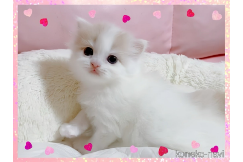 成約済の愛媛県のスコティッシュフォールド-74970の4枚目